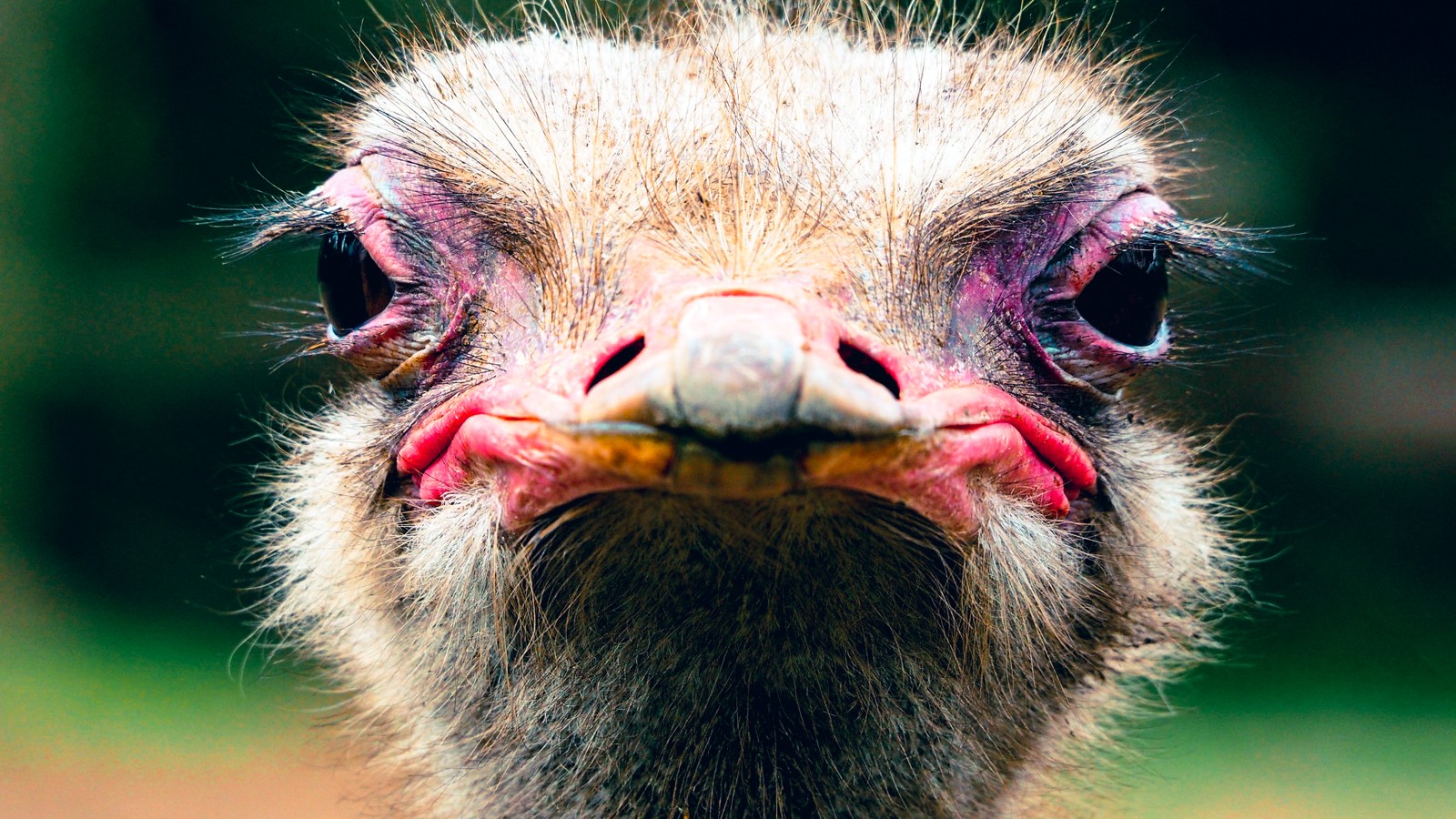 Curacao Ostrich Farm