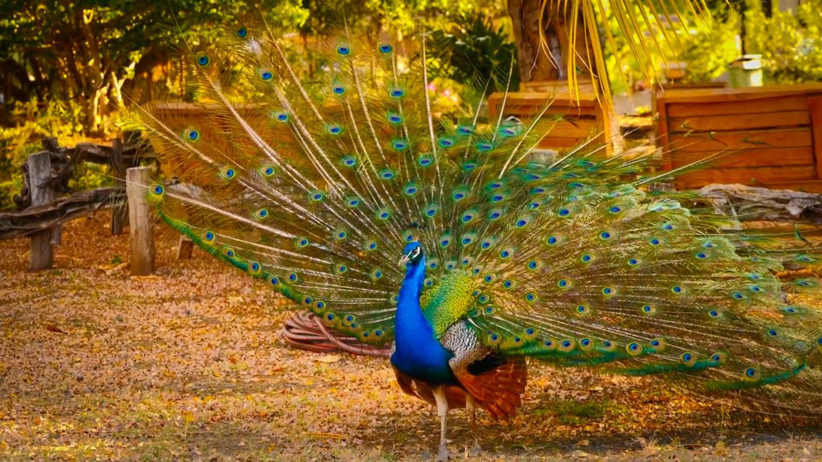 Hofi Mango - Image 2