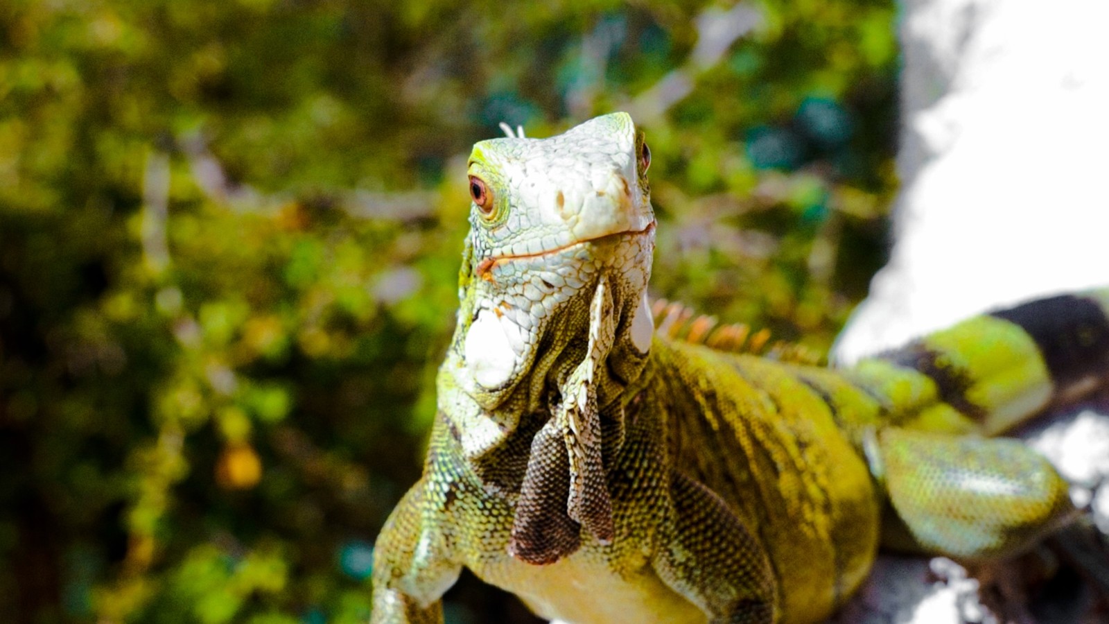 Hofi Mango - Image 7