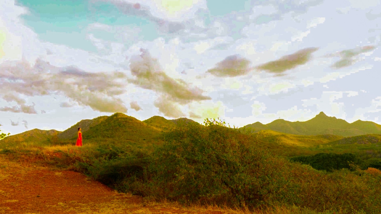 Hofi Mango - Image 5