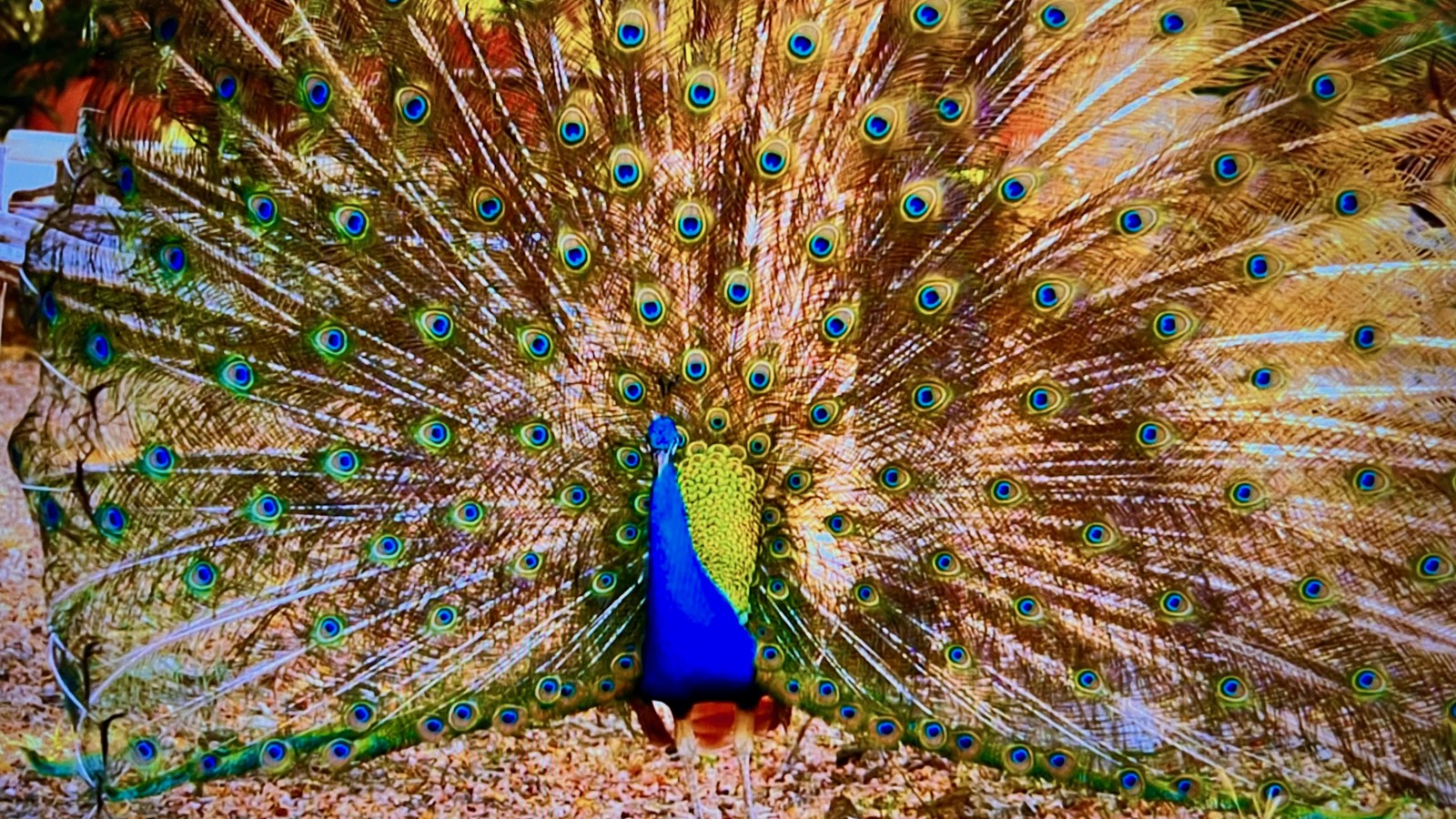 73. Hofi Mango National Park - Image 3