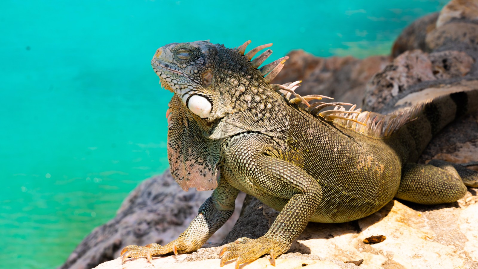 77. Iguanas at Playa Lagun
