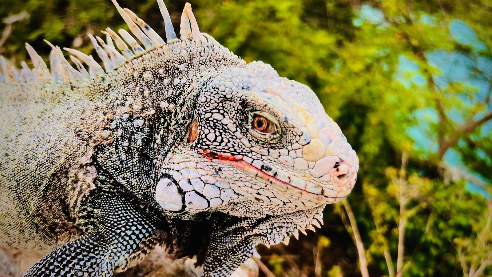 77. Iguanas at Playa Lagun - Image 2