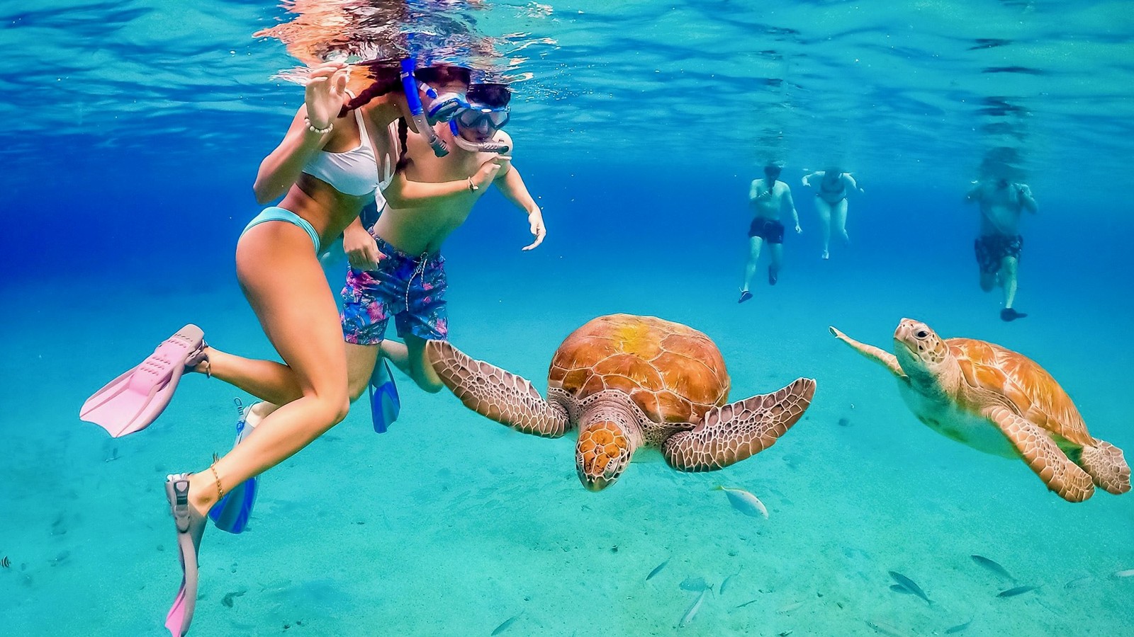 Swim with Sea Turtles (Westside)